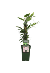 Kiwi Kiwiberry (issai)