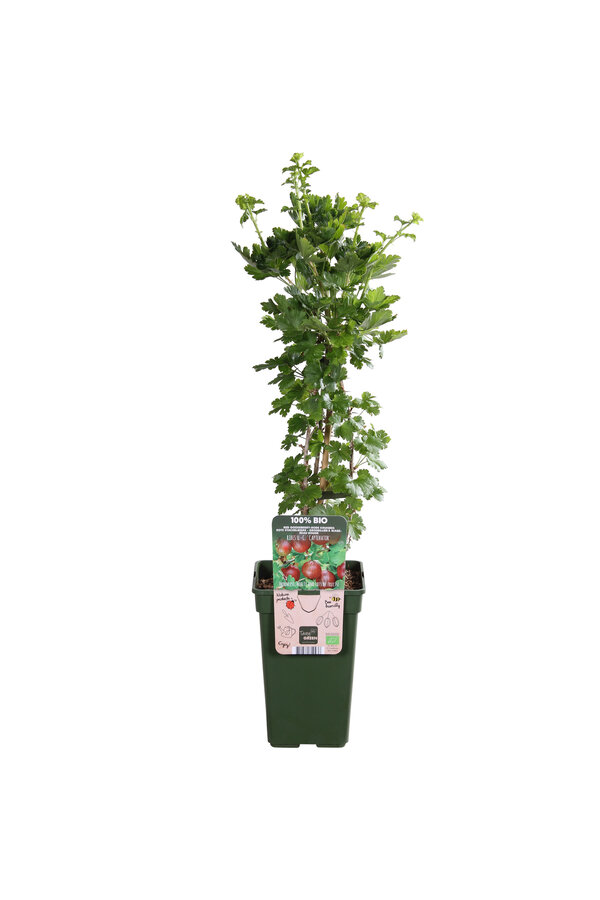 Groseille à maquereau Captivator