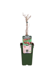 Groseille à maquereau Captivator