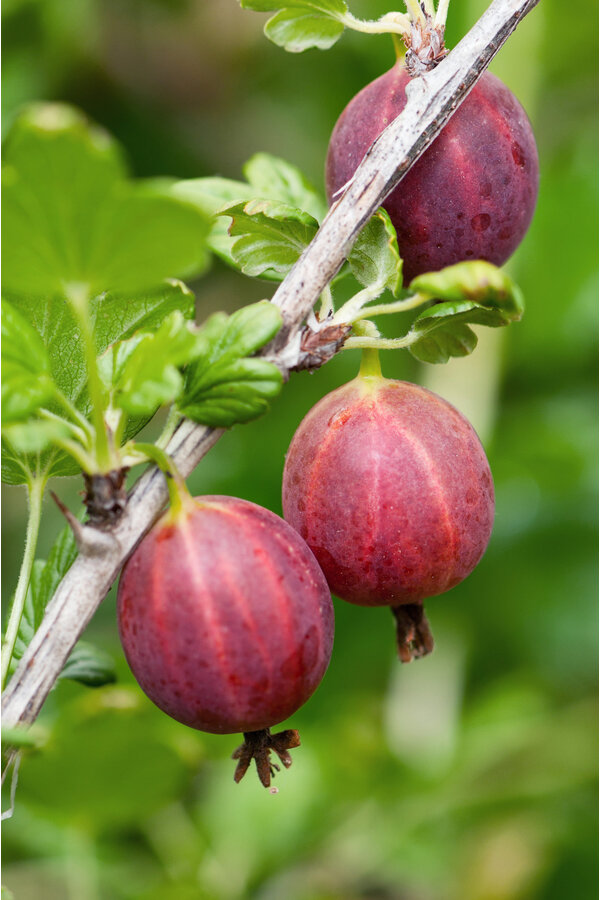 Groseille à maquereau Captivator