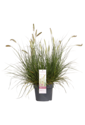 Herbe aux écouvillons Hameln