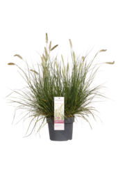 Lampenpoetersgras Hameln