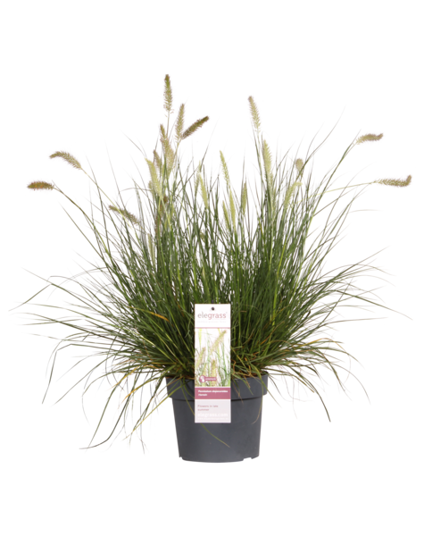 Herbe aux écouvillons