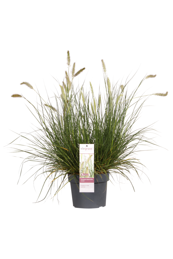 Lampenpoetersgras Hameln