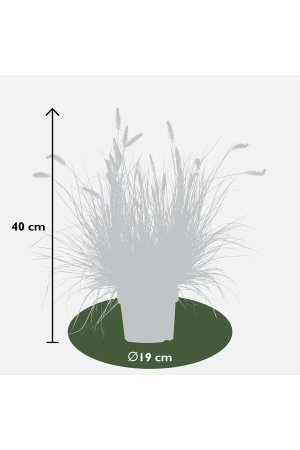 Herbe aux écouvillons Hameln