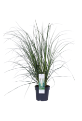 Herbe de la pampa Evita