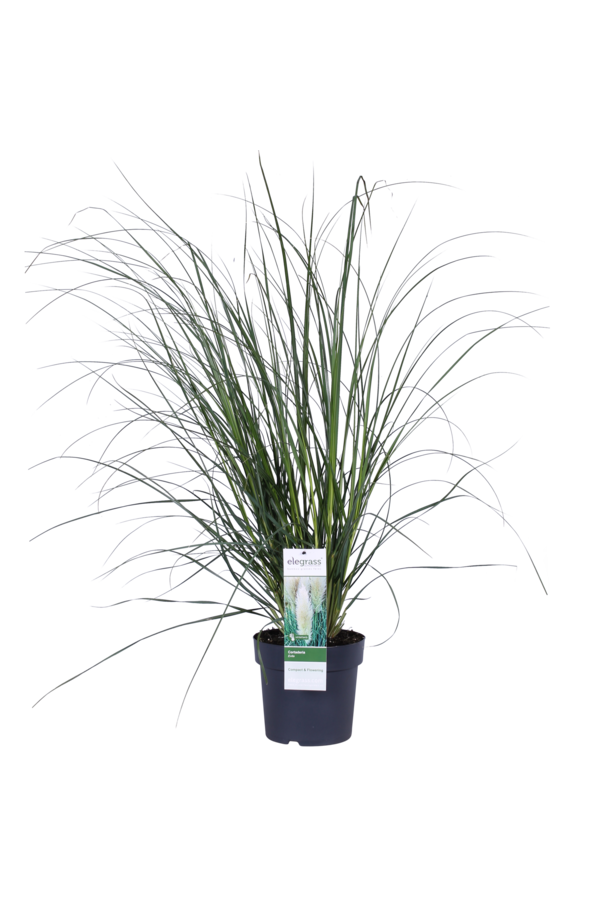 Herbe de la pampa Evita