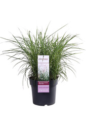 Roseau de Chine Ferner Osten