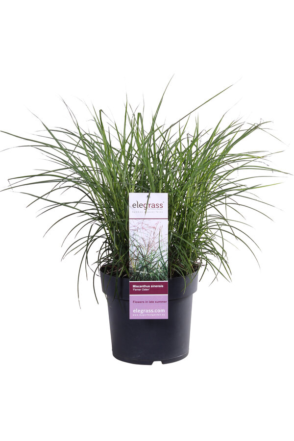 Roseau de Chine Ferner Osten