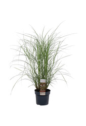 Miscanthus 'Kleine Silberspinne'