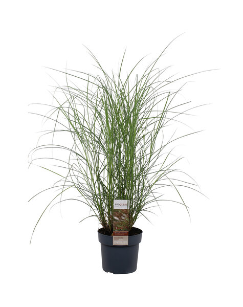 Miscanthus