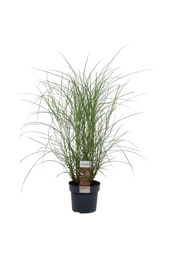 Prachtriet Kleine Silberspinne