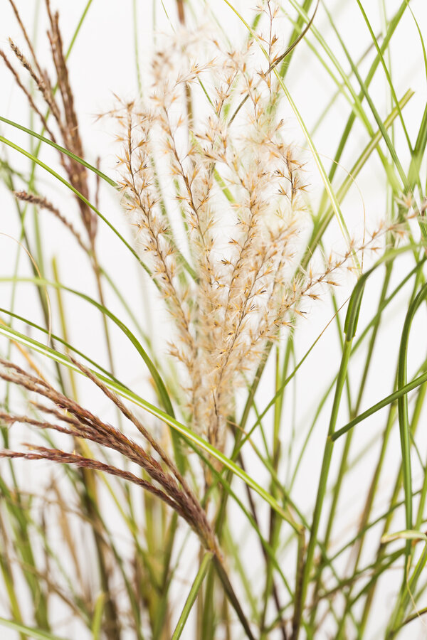 Miscanthus 'Kleine Silberspinne'