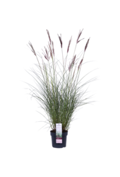 Roseau de Chine Ferner Osten