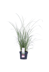 Roseau de Chine Ferner Osten