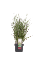 Panicum Cheyenne Sky