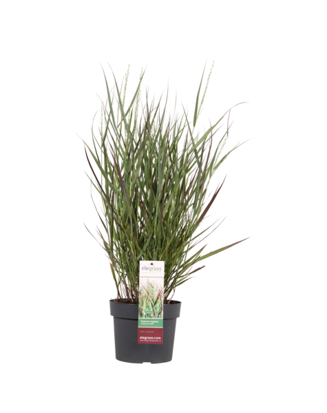 Vingergras