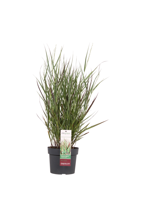 Panicum Cheyenne Sky