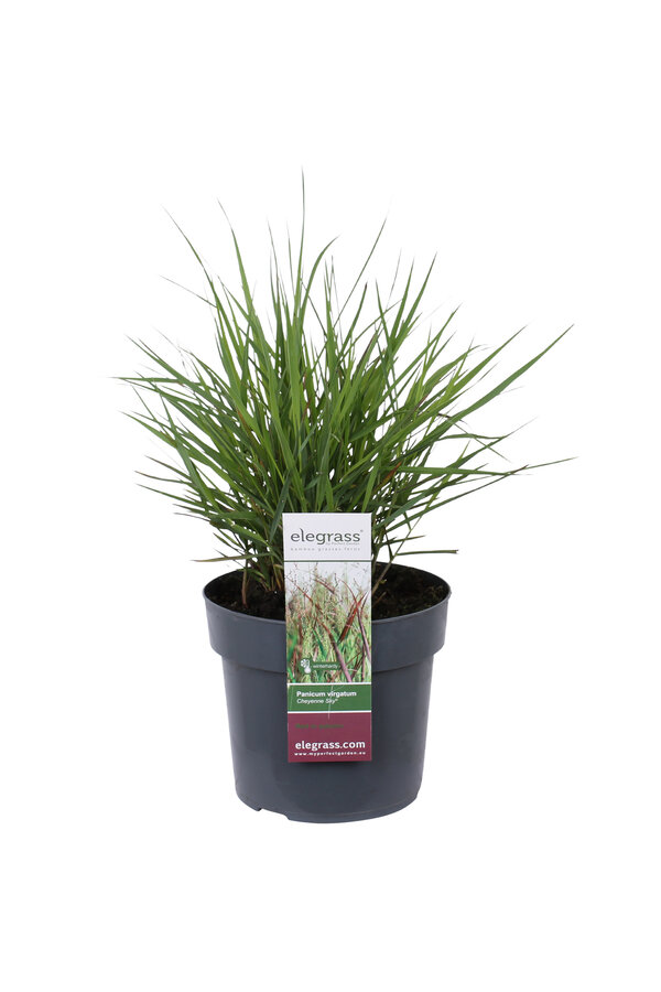 Panicum Cheyenne Sky