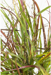 Panicum Cheyenne Sky