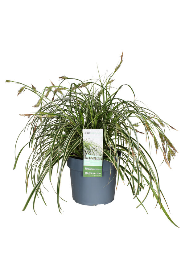 Laîche Feather Falls