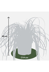 Laîche Feather Falls