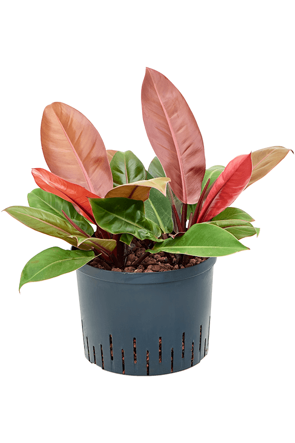 Hydroplant Philodendron Prince Of Orange