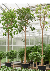 Hydroplant Ficus Religiosa