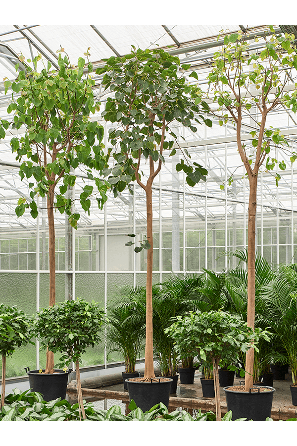 Hydroplant Ficus Religiosa