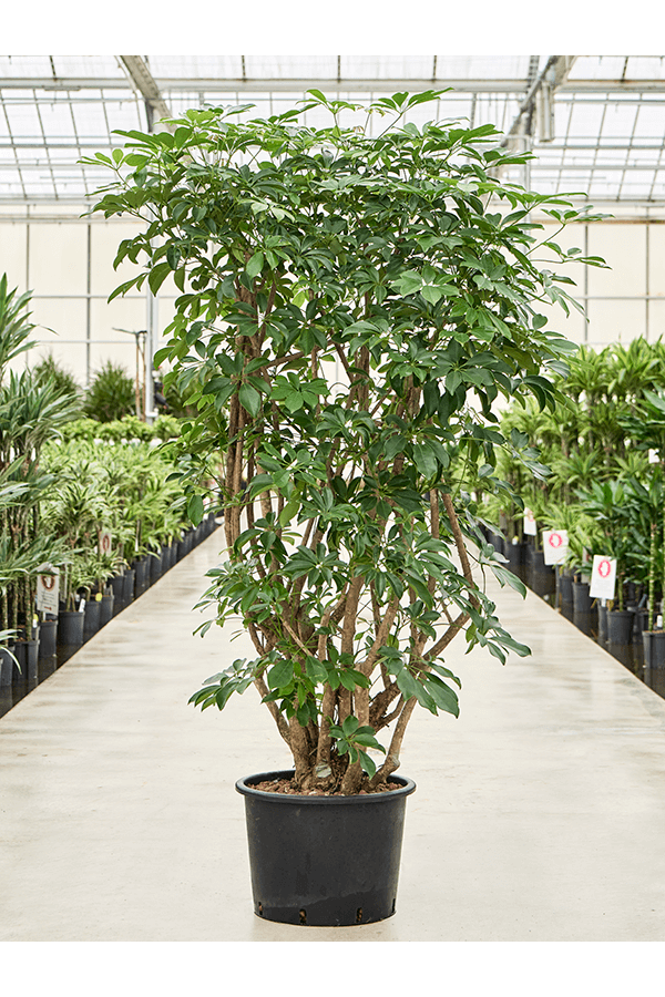Hydroplant Schefflera Arboricola Compacta