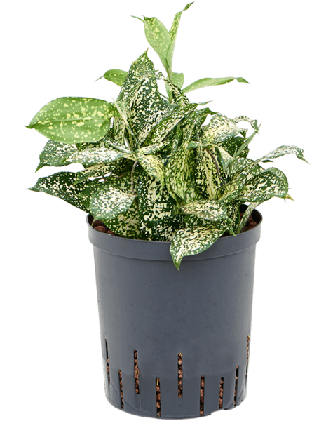 Hydroplante Dracaena