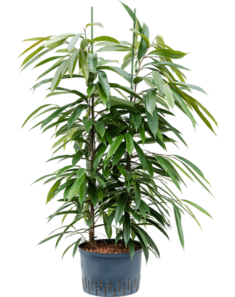 Hydroplante Ficus