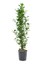 Hydroplante Ficus Microcarpa Moclame