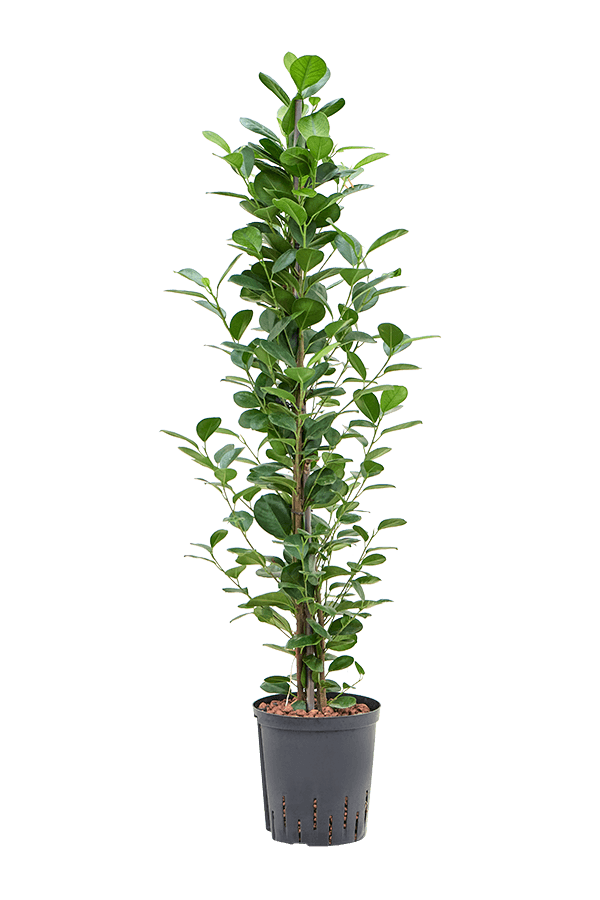 Hydroplante Ficus Microcarpa Moclame