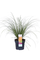 Laîche Prairie Fire