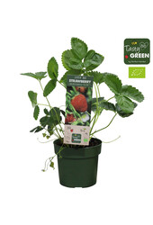 Aardbei Delizzimo