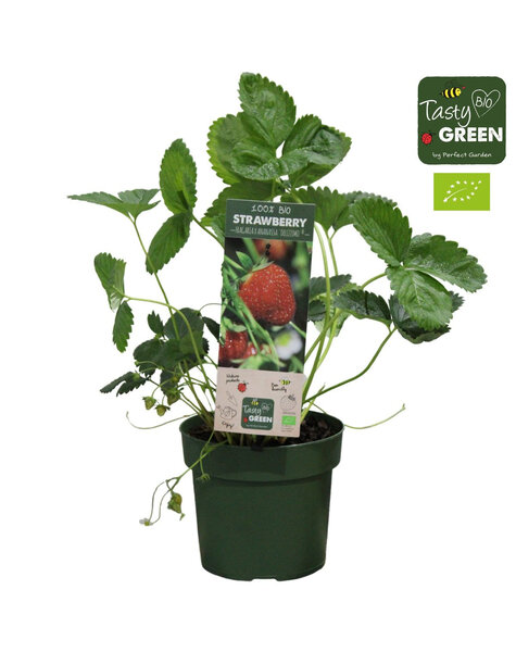 Aardbei