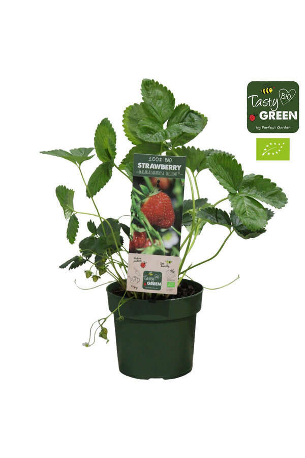 Aardbei Delizzimo
