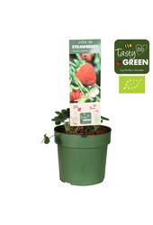 Aardbei Delizzimo