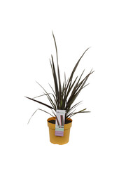 Nieuw Zeelands Vlas Sundowner