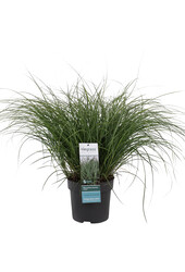 Miscanthus Adagio