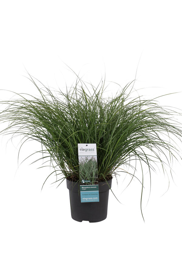 Miscanthus Adagio