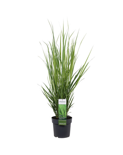 Vingergras