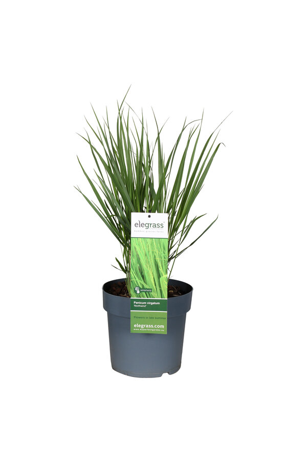 Vingergras Northwind