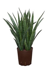 Hydroplant Sansevieria kirkii - Copy