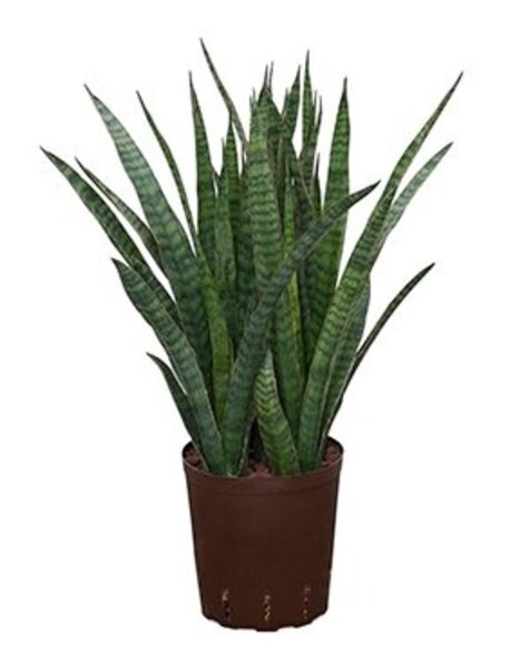 Hydroplant Sansevieria - Copy