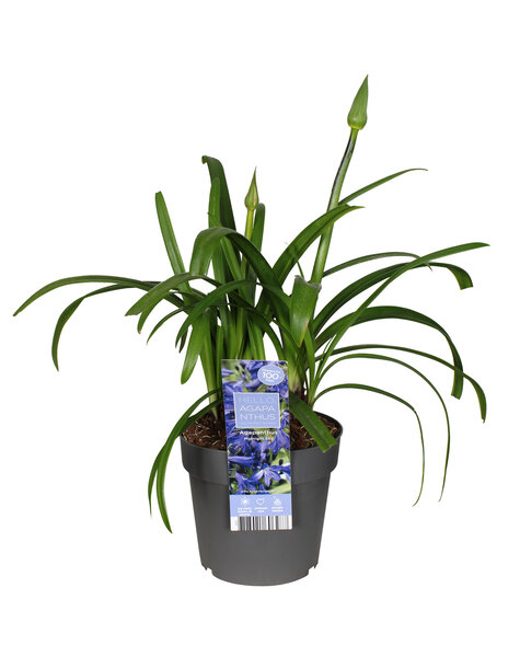 Agapanthe