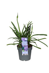 Agapanthe Poppin Star