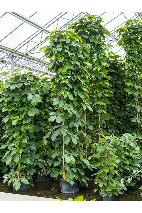 Hydroplant Tetrastigma Voinierianum