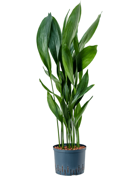 Hydroplante Aspidistra